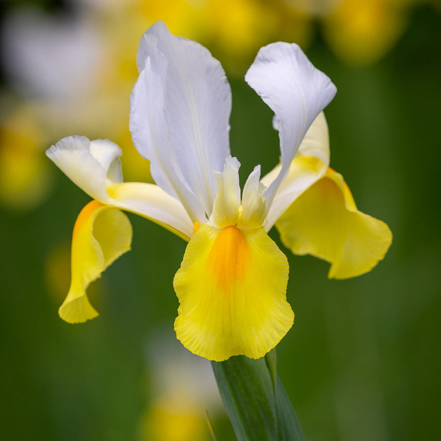 Iris Symphony White Yellow Bulbs Iris Symphony White Yellow Bulbs image1 1