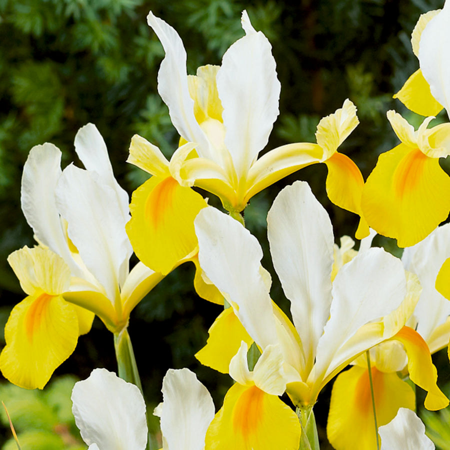 Iris Symphony White Yellow Bulbs Iris Symphony White Yellow Bulbs image3 3