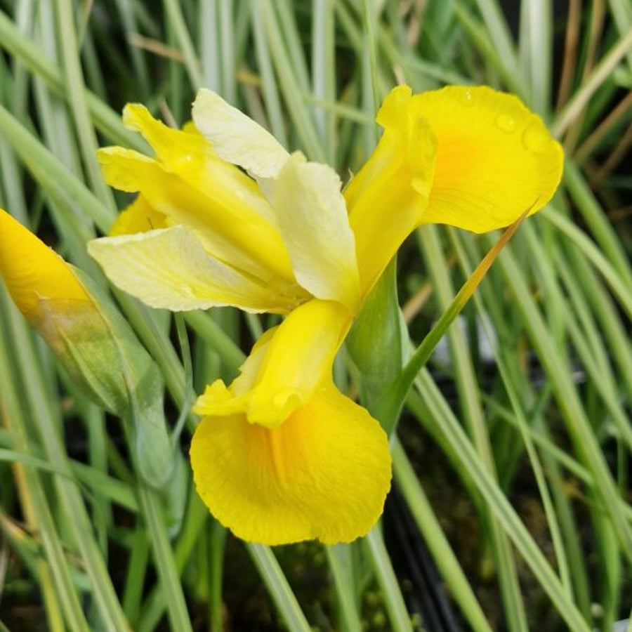 Iris Symphony White Yellow Bulbs Iris Symphony White Yellow Bulbs image4 4