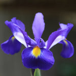 Iris Telstar Summer Bulbs single blue and yellow iris telstar 2