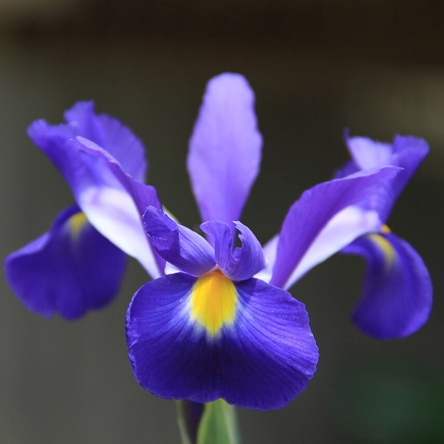 Iris Telstar Summer Bulbs single blue and yellow iris telstar 2