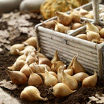 Iris Telstar Summer Bulbs collection of iris bulbs in tray and on soil 3