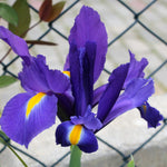 Iris Telstar Summer Bulbs close up of blue and yellow telstar iris with metal fence in background 4