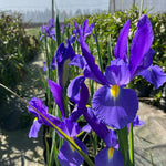 Iris Telstar Summer Bulbs collection of blue and yellow iris telstar flower heads 5