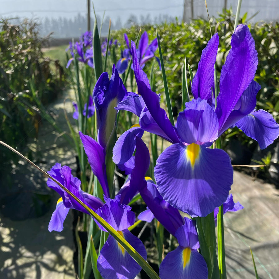 Iris Telstar Summer Bulbs collection of blue and yellow iris telstar flower heads 5