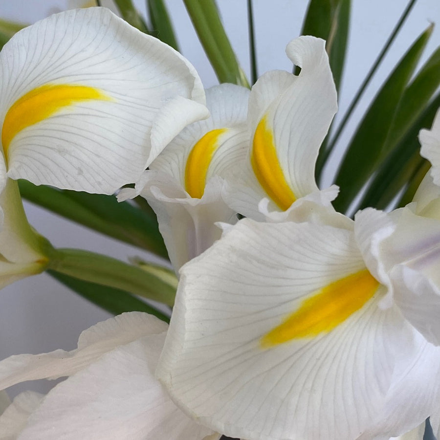 Iris White Excelsior Bulbs Iris White Excelsior Bulbs image4 4