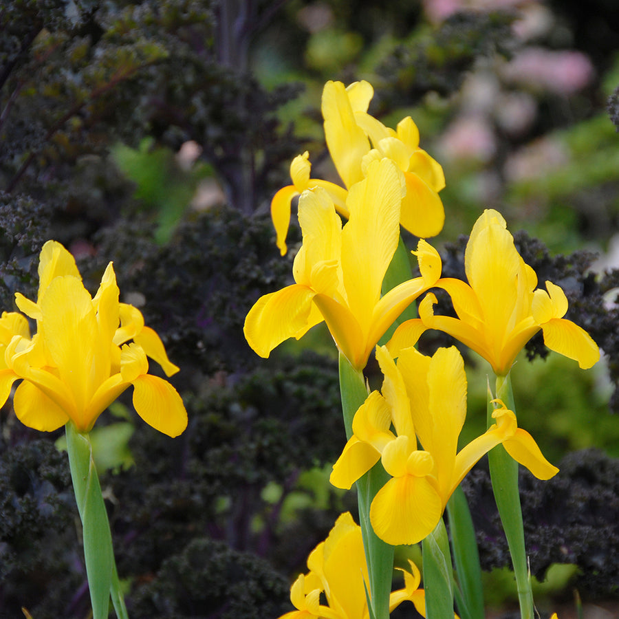 Iris Yellow Summer Bulbs group of golden yellow dutch iris 2