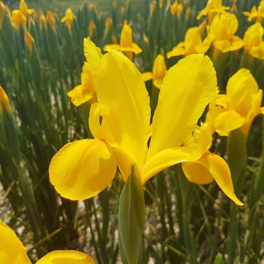 Iris Yellow Summer Bulbs close up of golden yellow iris flower 4