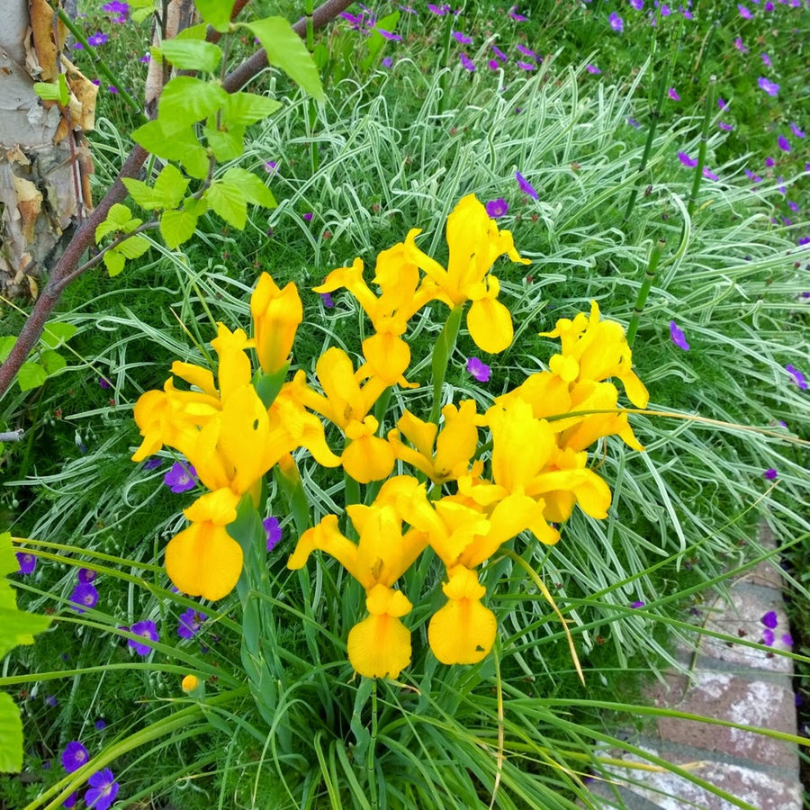 Iris Yellow Summer Bulbs group of golden yellow iris again green foliage 5