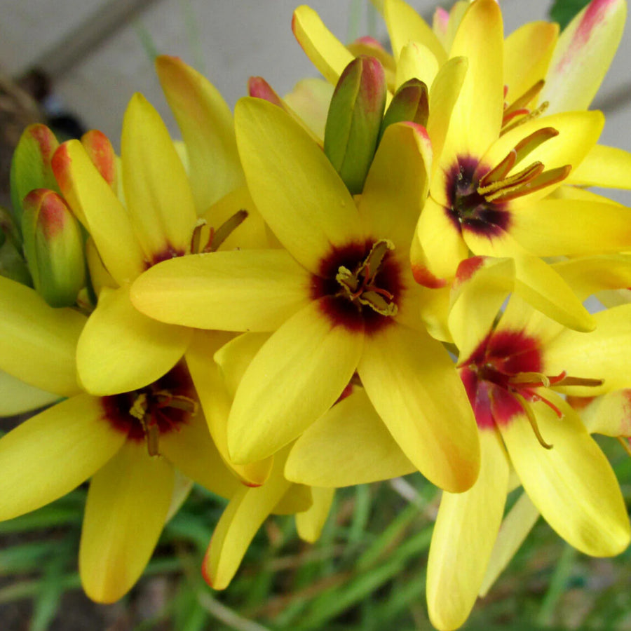 Ixia Spring Bulbs IXIABLBEMP - ixia yellow empeorer summer flowering bulb - image4 4