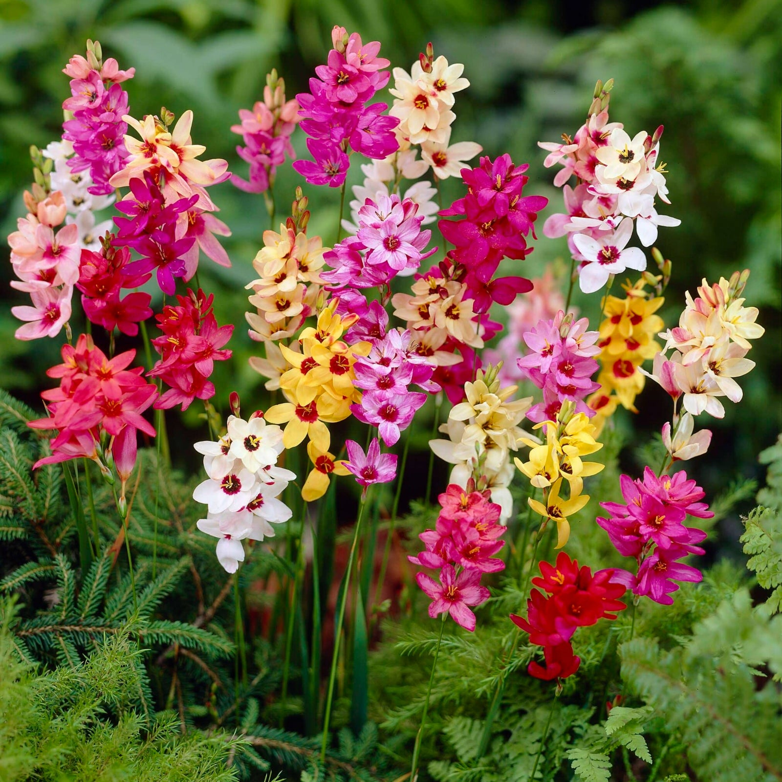 Ixia Mixed Spring Bulbs