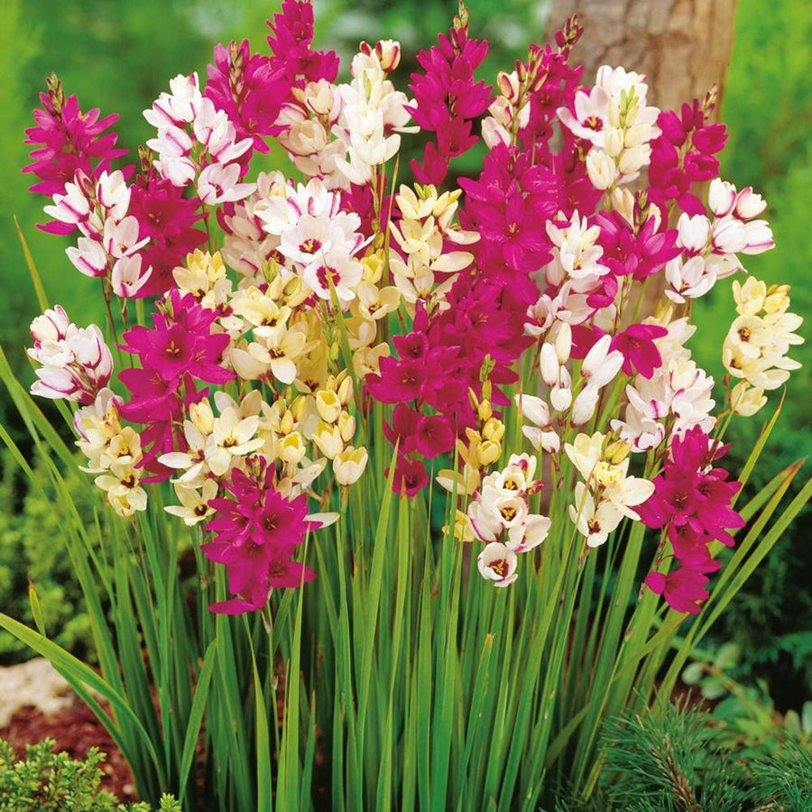 Ixia Mixed Spring Bulbs IXIABLBMIX-ixia mixed summer flowering bulb - image2 2