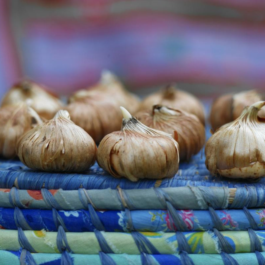 Ixia Spring Bulbs IXIABLBMIX-ixia mixed summer flowering bulb - image3 2