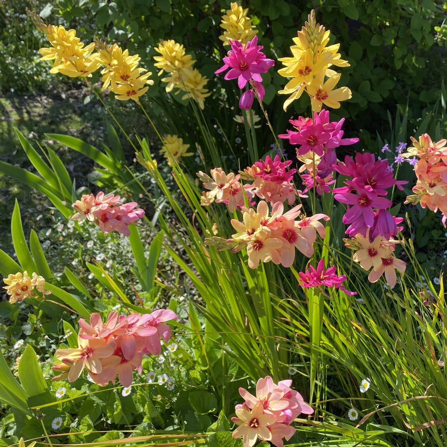 Ixia Mixed Spring Bulbs IXIABLBMIX-ixia mixed summer flowering bulb - image4 4