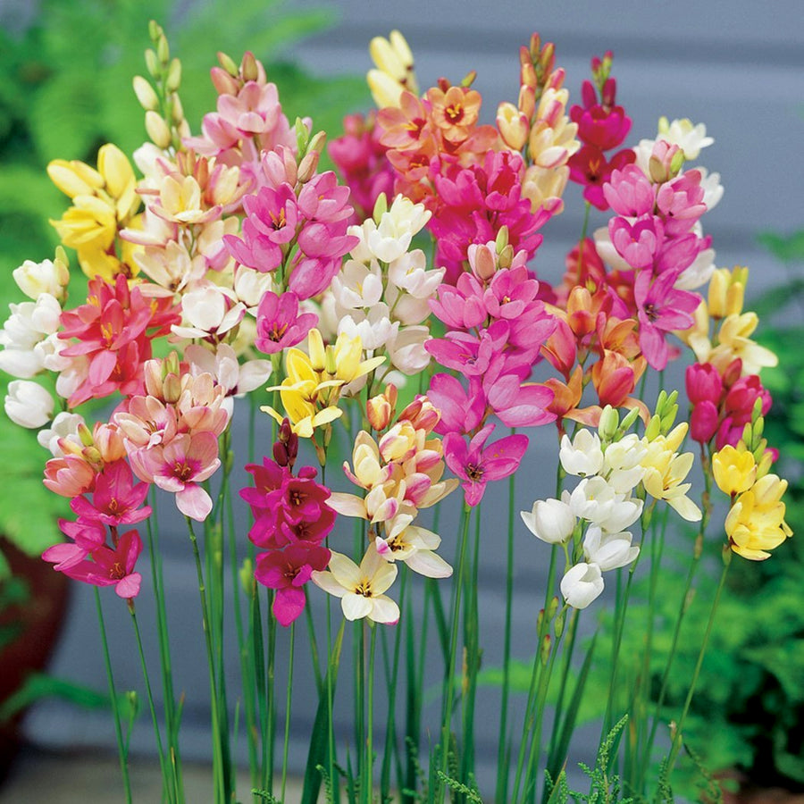 Ixia Mixed Spring Bulbs IXIABLBMIX-ixia mixed summer flowering bulb - image5 5