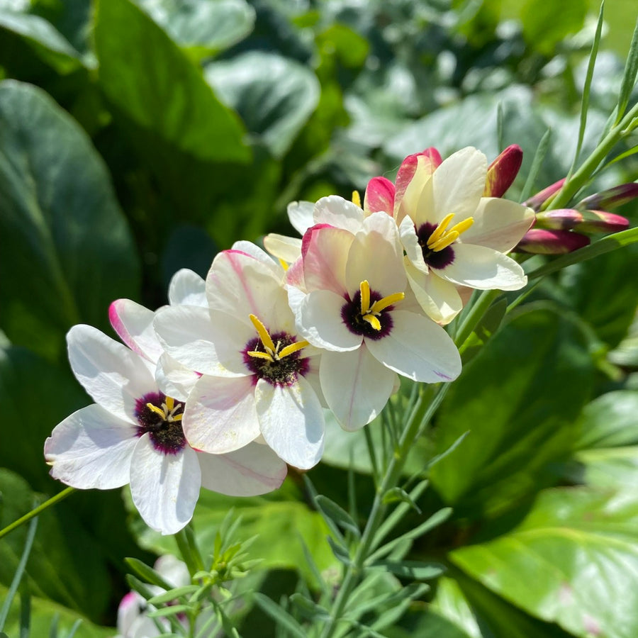 Ixia Spring Bulbs IXIABLBSPT-ixia spotlight white summer flowering bulb - image1 3