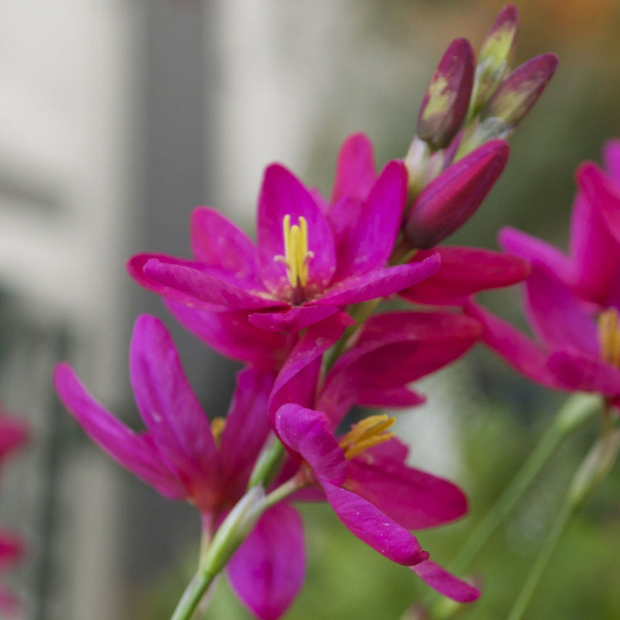 Pink Ixia Venus Bulbs CREATOR: gd-jpeg v1.0 (using IJG JPEG v80), quality = 95 2