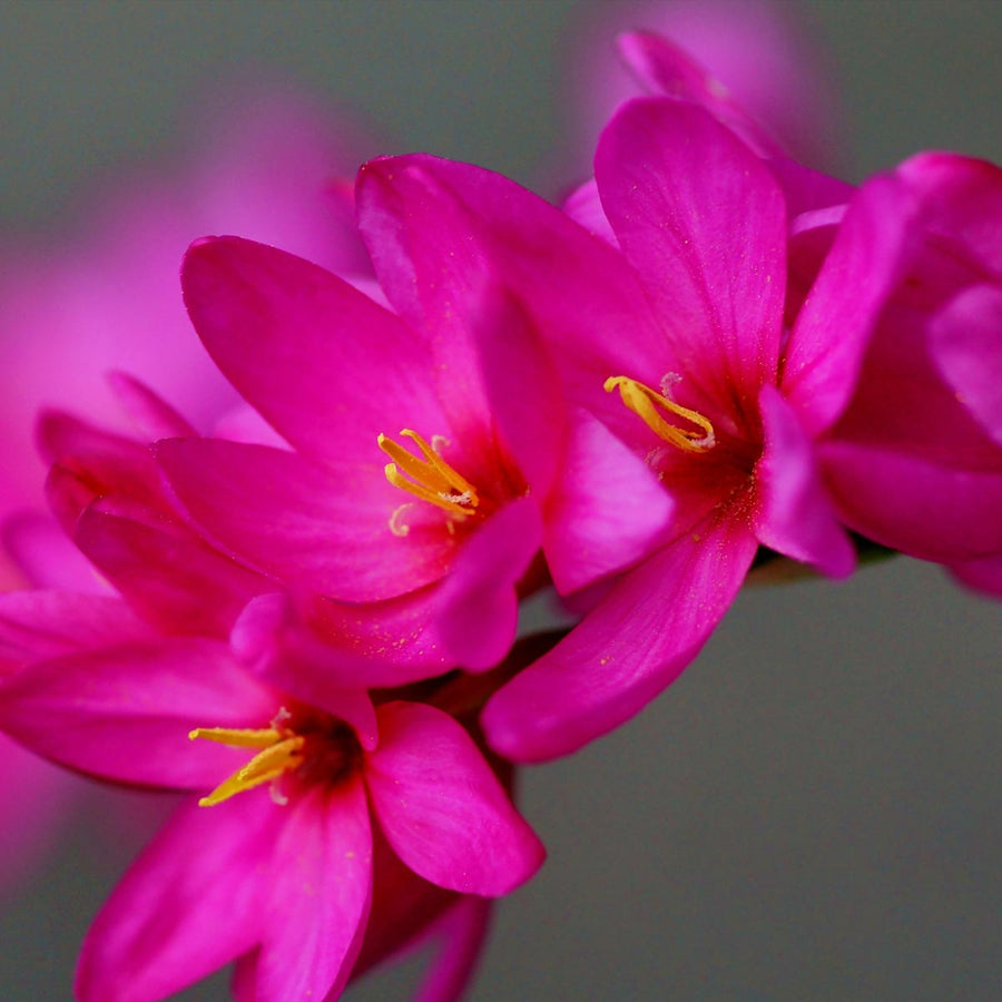 Pink Ixia Venus Bulbs IXIAVNUS-image2 4
