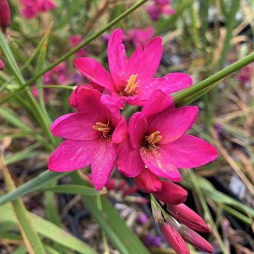 Pink Ixia Venus Bulbs IXIAVNUS-image4 5