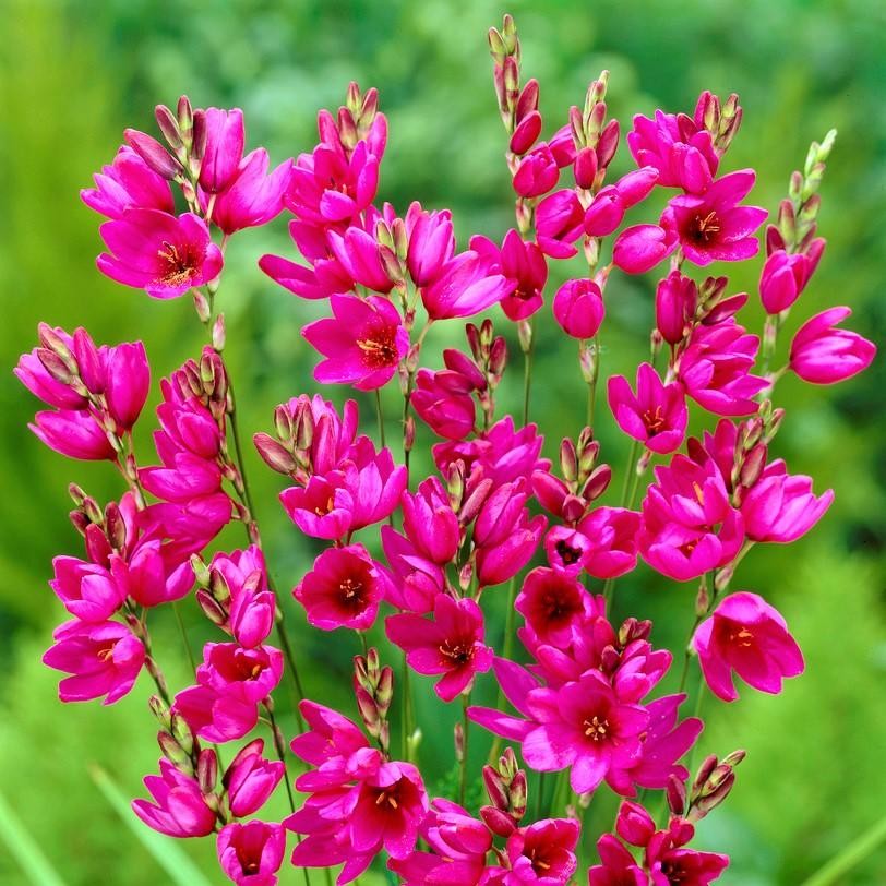 Pink Ixia Venus Bulbs CREATOR: gd-jpeg v1.0 (using IJG JPEG v62), quality = 90 1