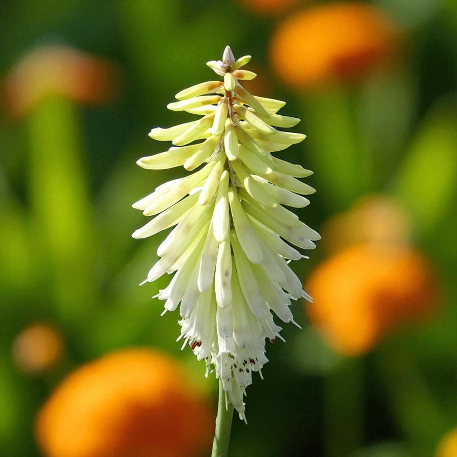 Kniphofia Ice Queen Bare Root  2