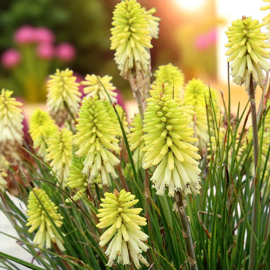 Kniphofia Ice Queen Bare Root  4