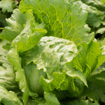 Iceberg Lettuce Plant  3