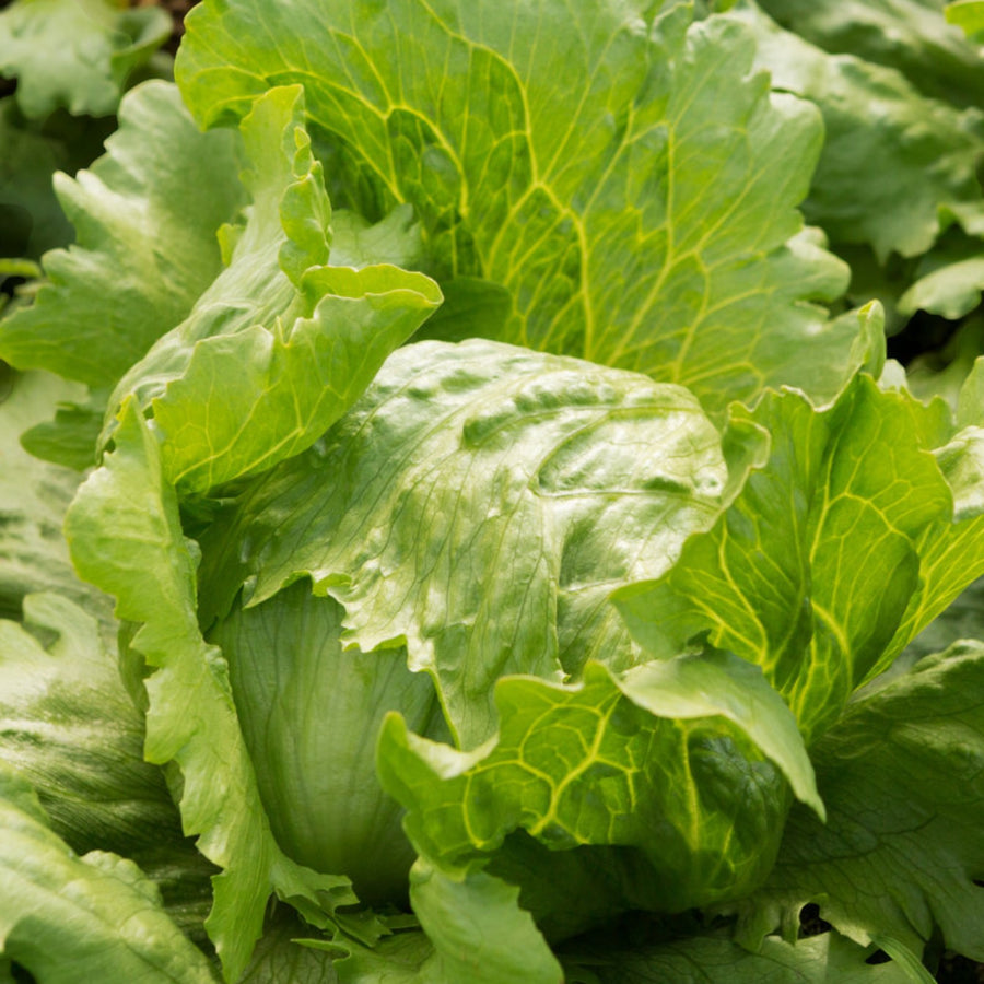 Iceberg Lettuce Plant  3