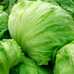 Iceberg Lettuce Plant  4