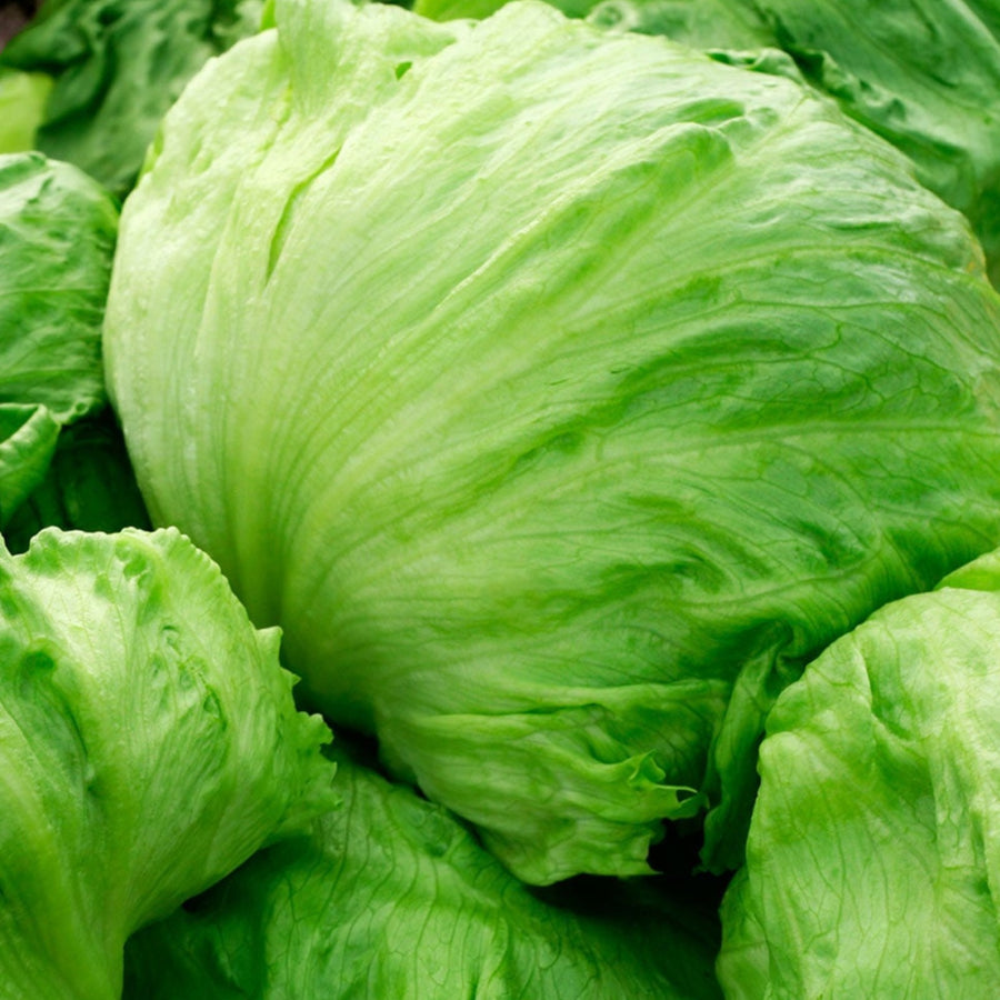 Iceberg Lettuce Plant  4