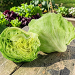 Iceberg Lettuce Plant  1