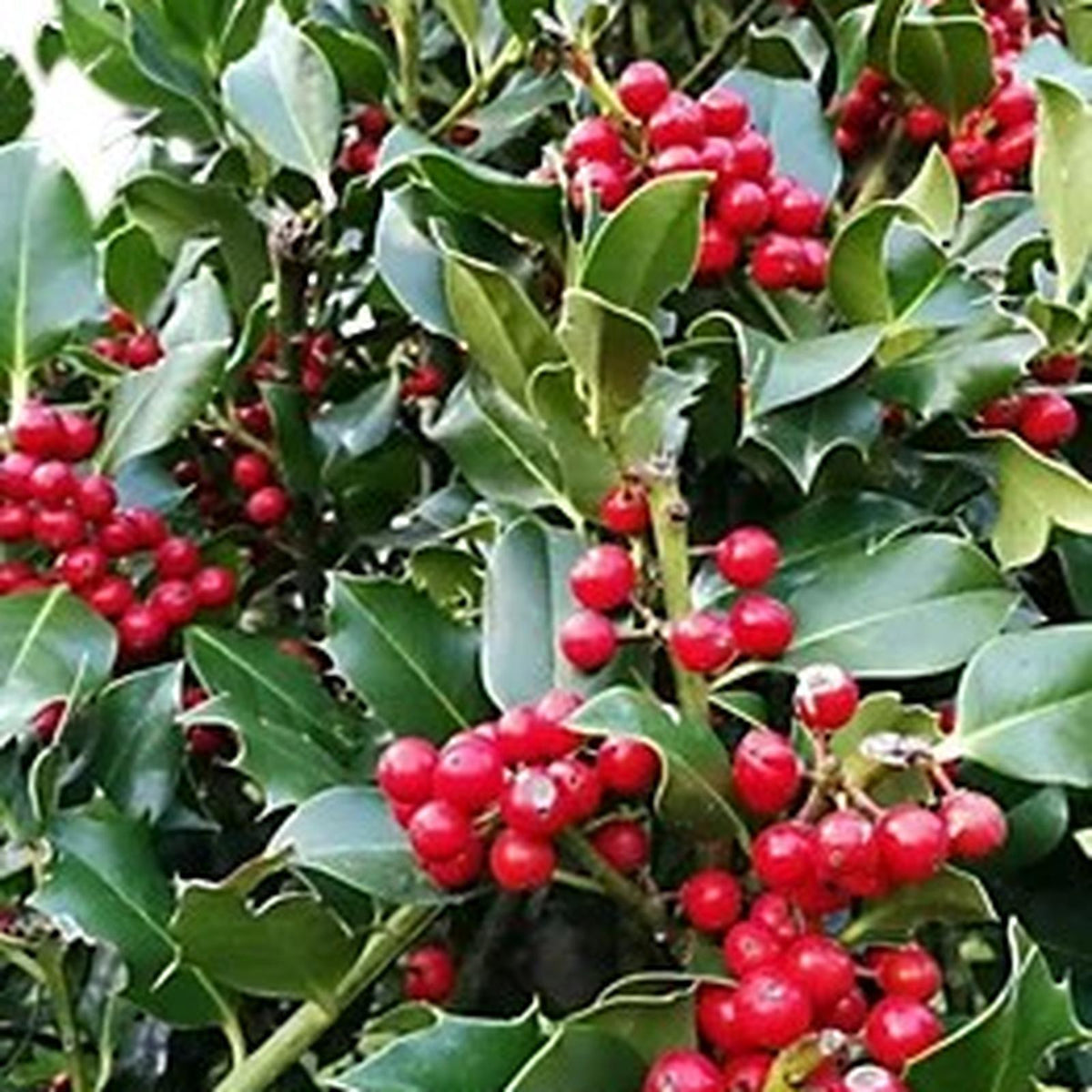 Ilex Nellie R Stevens Holly Shrub  2
