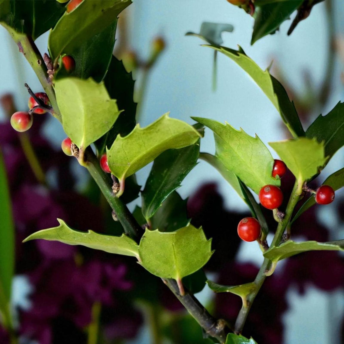 Ilex Nellie R Stevens Holly Shrub  3