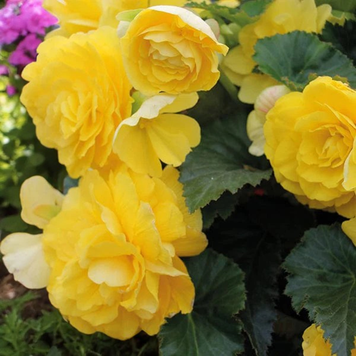 Begonia Summer Bedding Plant Cluster of yellow begonia flowers with lush green foliage, blooming together. 1
