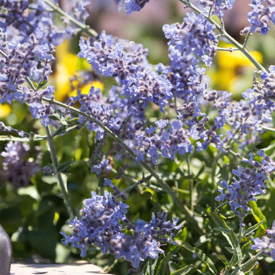 Perovskia Atriplicifolia Bluesette Close up of pale blue perovskia stems in garden setting.  1