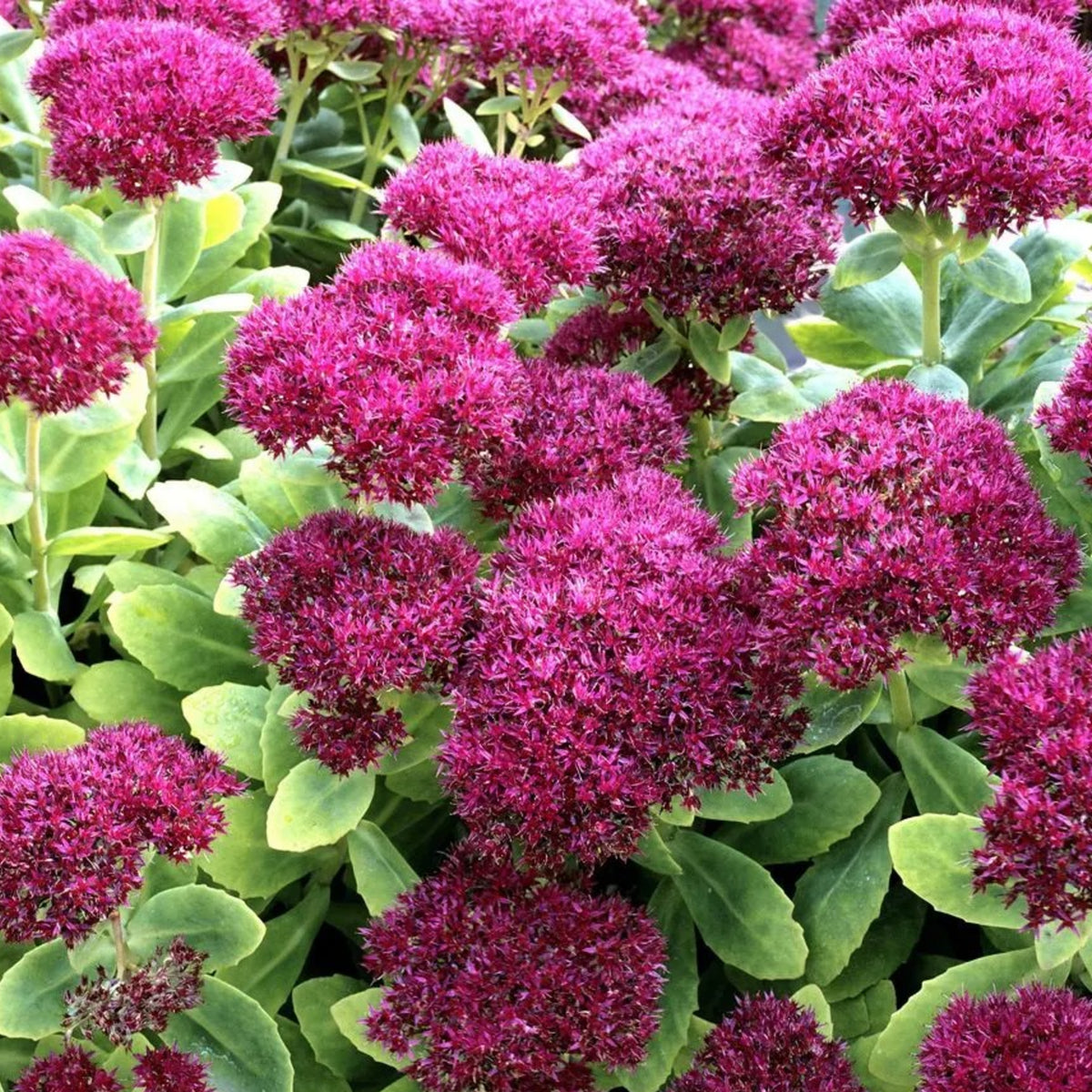 Sedum Telephium Surrender Red Cluster of burgundy sedum telephium plants surrounded by green foliage 1