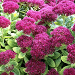 Sedum Telephium Surrender Red Cluster of burgundy sedum telephium plants surrounded by green foliage 1