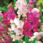 Lathyrus Latifolius Mixed Cluster of dark and pale pink flowers with blurred garden background.  1