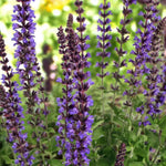 Salvia x Superba Merleau Blue Group of tall purple salvia plants in garden 1