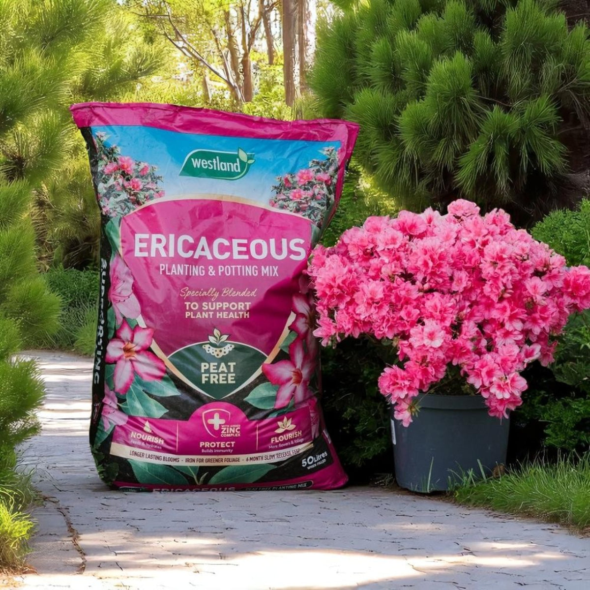 Westland - Ericaceous Planting & Potting Mix  2