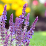 Salvia x Superba Merleau Blue Close up of tall purple salvia plants in garden 3