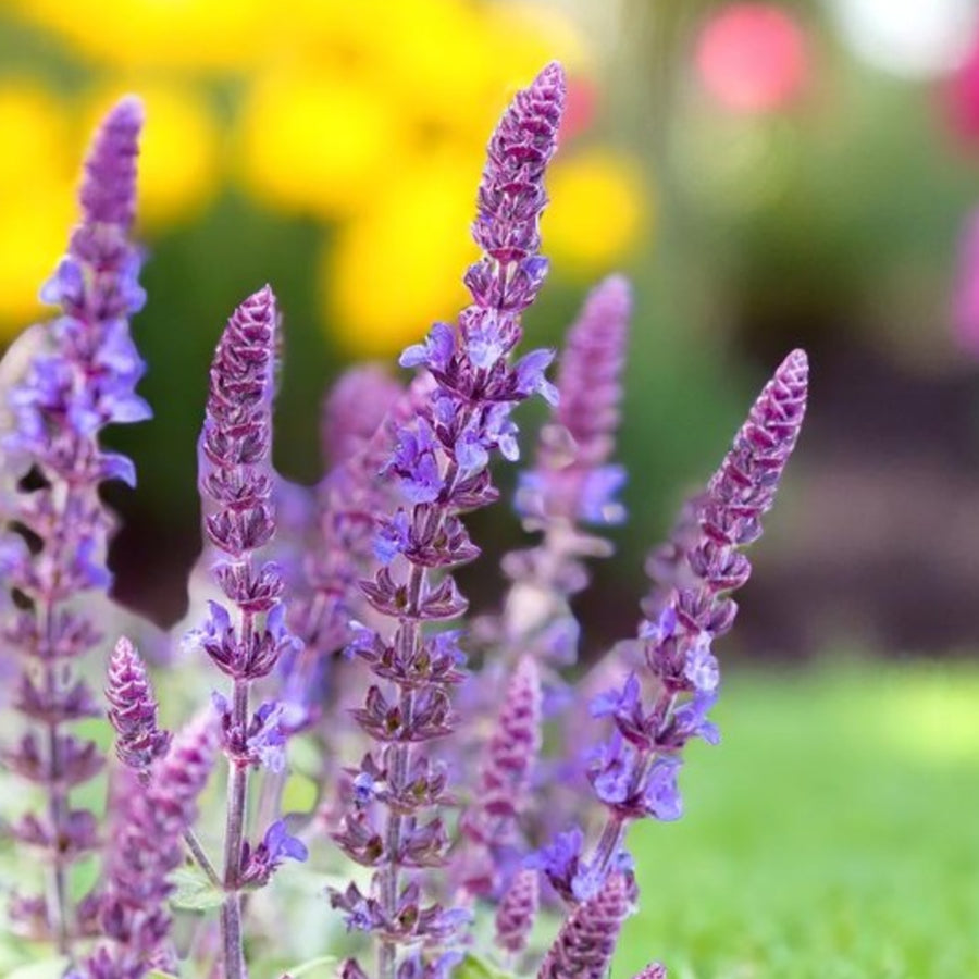 Salvia x Superba Merleau Blue Close up of tall purple salvia plants in garden 3