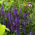 Salvia x Superba Merleau Blue Group of tall purple salvia plants in garden 2