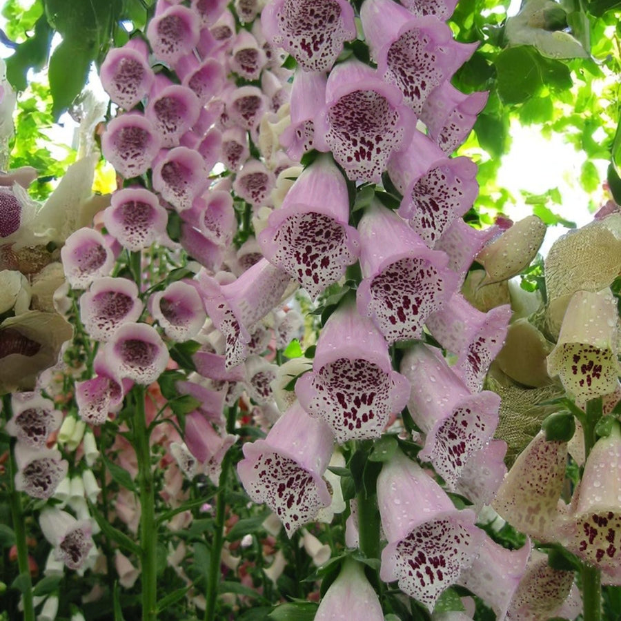 Digitalis Purpurea Excelsior Close up of pale pink plants with trumpet style blooms and blurred garden background.  2