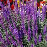 Salvia x Superba Merleau Blue Group of tall purple salvia plants in garden 4