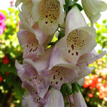 Digitalis Purpurea Excelsior Close up of pale pink plants with trumpet style blooms and blurred garden background.  4