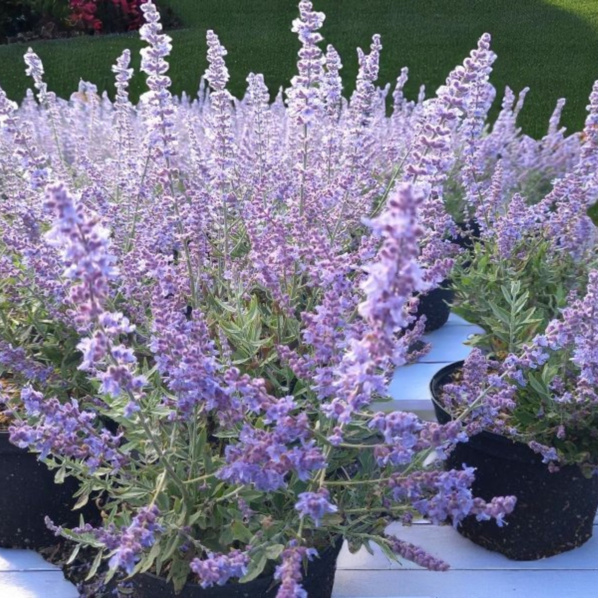 Perovskia Atriplicifolia Bluesette Cluster of purple perovskia plants in garden setting.  3