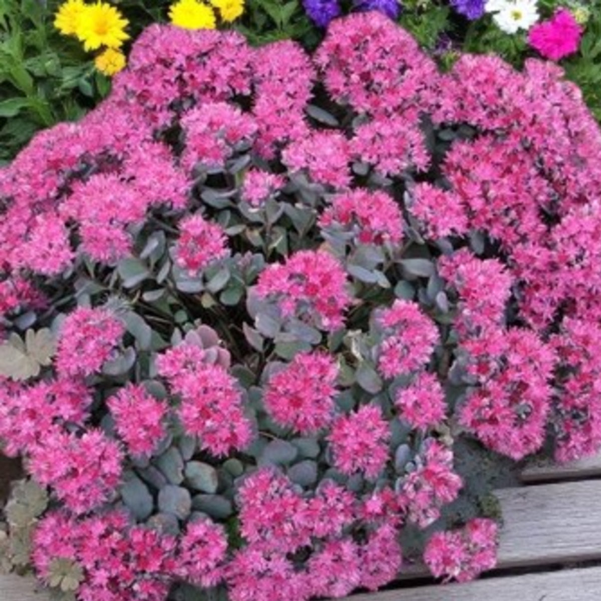 Sedum Telephium Surrender Red Cluster of dark pink sedum telephium plants surrounded by green foliage 2