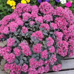 Sedum Telephium Surrender Red Cluster of dark pink sedum telephium plants surrounded by green foliage 2