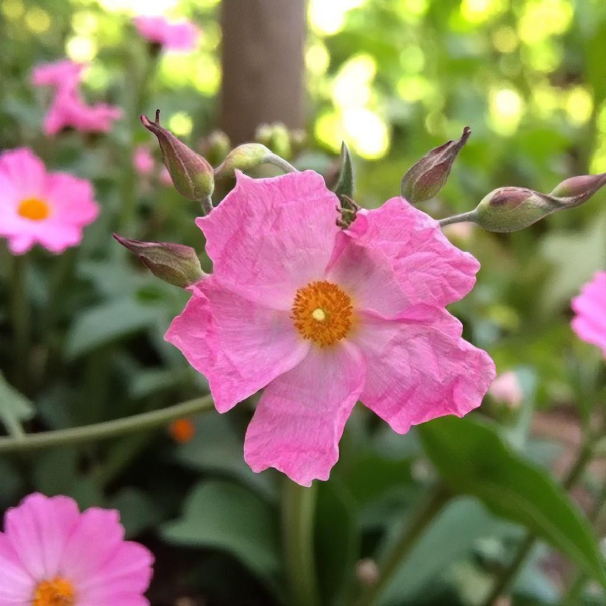 Cistus Silver Pink Close up of pale pink cistus flower with yellow centre, in garden setting 3
